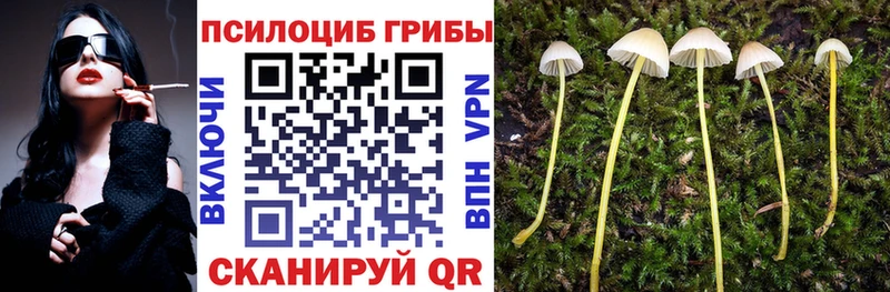 мега   Александровск-Сахалинский  Псилоцибиновые грибы Cubensis 